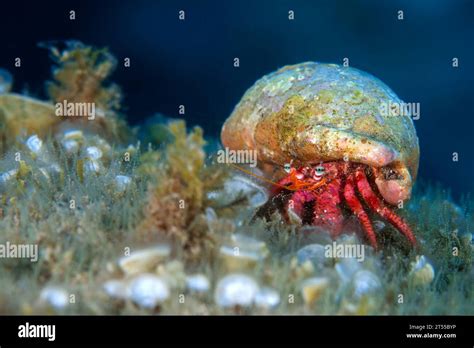 Hermit Crab Pagurus Anachoretus These Crustaceans Have In Common The