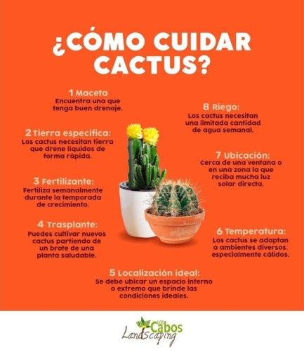 Macetas Ideales Para Cactus Consejos Tiles Cactusmania