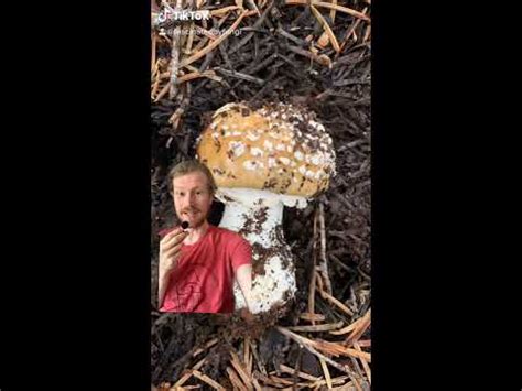 Learn To Recognize Poisonous Mushrooms Youtube