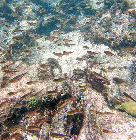 Snorkeling Arashi Beach - Swim To The Right With Caution