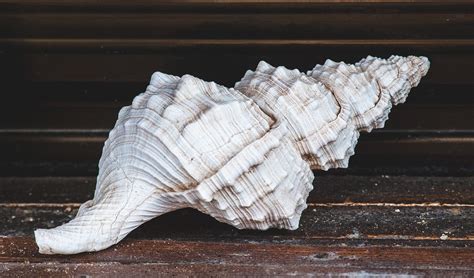 Shell basics. What is shell and what does it do? | by Hajar EL KHALIDI ...