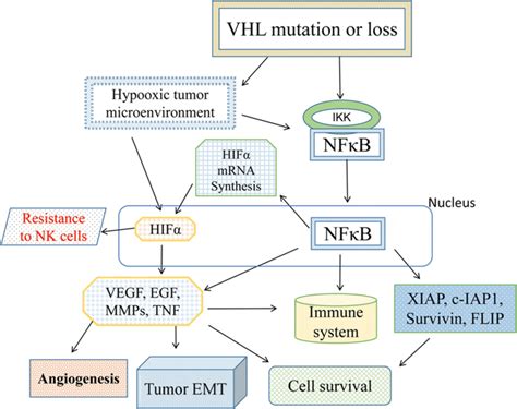 Interactions between VHL HIF and the NF κB signaling pathway