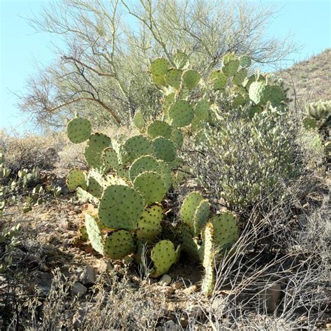 Prickly Pear Cactus in Southern Arizona Stock Photo - Image of ...