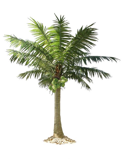 Palm Tree Png Tree Photoshop Palm Tree Png Palm Trees