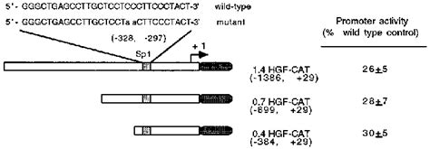 Functional analysis of the Sp1 site on the transcriptional activity of ... 