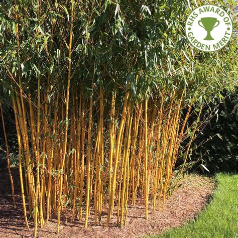 The Different Types Of Bamboo You Should Know TopsDecor