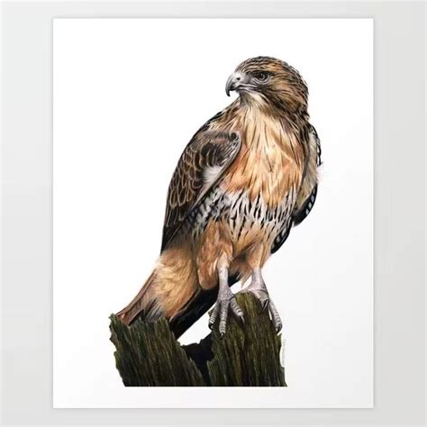 Red-tailed Hawk Colored Pencil Drawing Art Print - Etsy