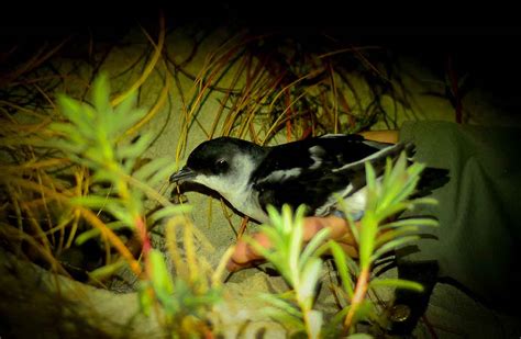 Whenua Hou Diving Petrelkuaka New Zealand Birds A Z