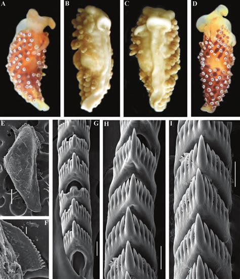 Cuthonella Denbei Sp Nov A Living Holotype Zmmu Op Mm