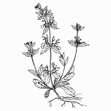 Premium Vector | Plant mint (lamiaceae)