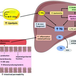 Simplified Schematic Representation Of The Events Considered In The