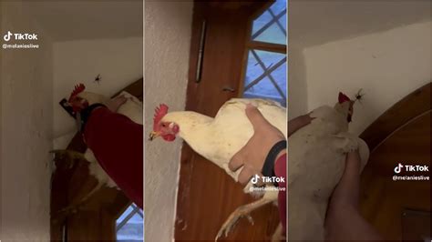 Usaron Gallina Como Insecticida Y Se Volvió Viral Infobae