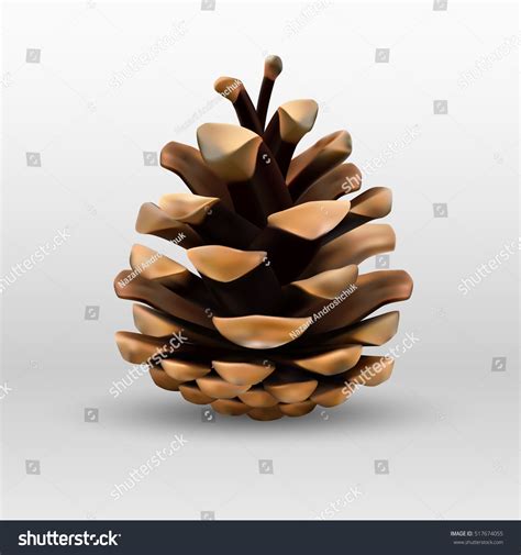 Pinecone Isolated On White Background Stock Vector Royalty Free