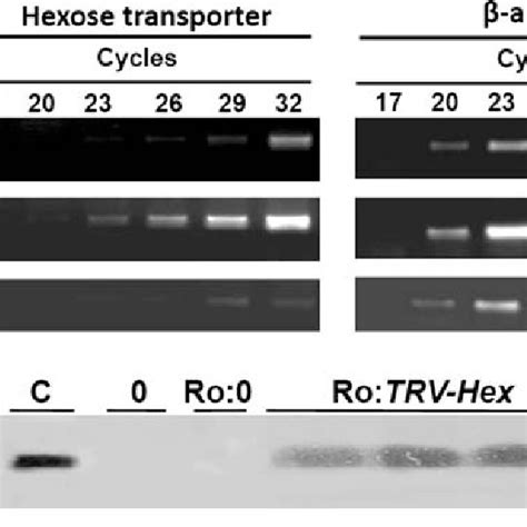 Silencing Of The Hexose Transporter Lehti Gene In Tylcvresistant R