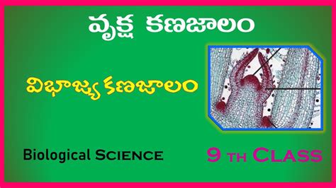 PLANT TISSUES MERISTEMATIC TISSUE 9TH CLASS BIOLOGY RK SCIENCE