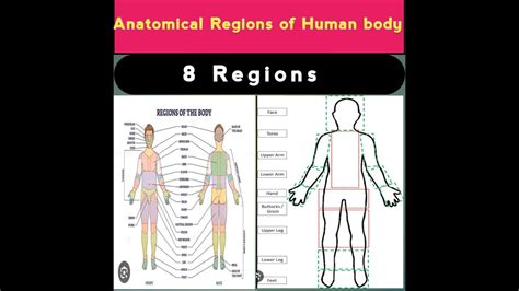 Human Body Regions Anatomy And Physiology Anatomical Regions