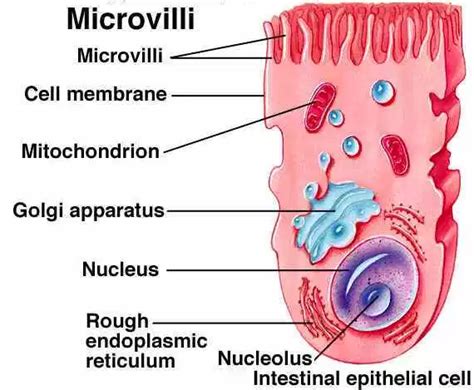 12 Difference Between Cilia And Microvilli - VIVA DIFFERENCES