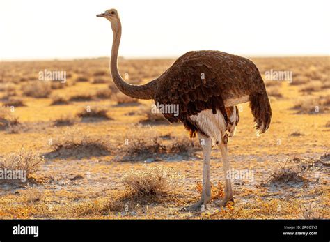 Ostrich is the biggest bird in the world, Etosha National Park, Namibia ...