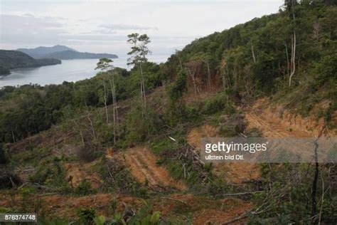 172 Deforestation In Borneo Stock Photos, High-Res Pictures, and Images ...