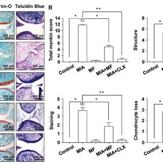 Effects Of MF On Knee Joint Swelling In MIA Induced OA Rats The Rats