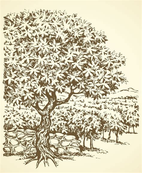 Sycamine Tree Stock Illustrations – 10 Sycamine Tree Stock ...