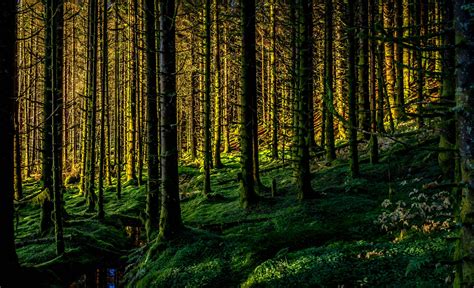 778512 Forests Trees Moss Rare Gallery HD Wallpapers