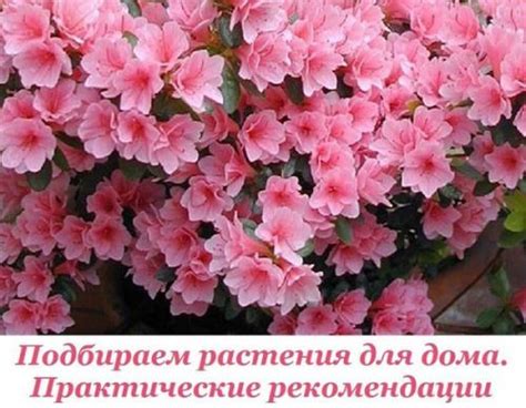 Мы подбираем растения для дома. | Здоровье человека