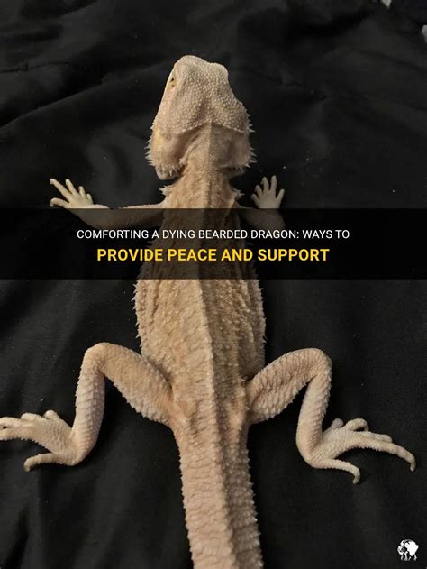 Comforting A Dying Bearded Dragon Ways To Provide Peace And Support