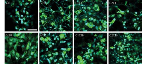 Evenly Distributed And Viable Chondrocytes Show Collagen Ii Expression Download Scientific