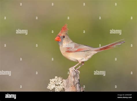 Northern Cardinal Cardinalis Cardinalis Female South Texas Usa