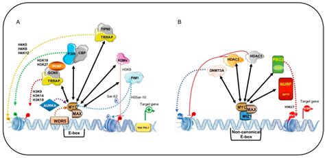 Ijms Free Full Text Gene Transactivation And Transrepression In Myc