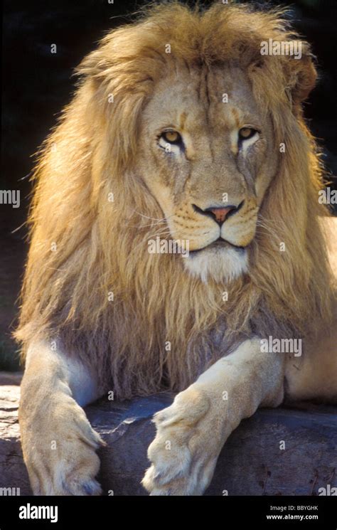 Male Lion Resting Stock Photo Alamy