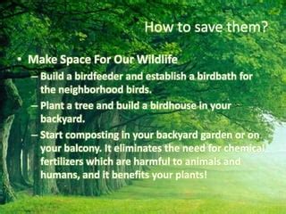 plants  wildlife pptx