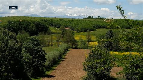 Kushtet atmosferike dhe rendimenti i grurit ja çka parashihet këtë vit