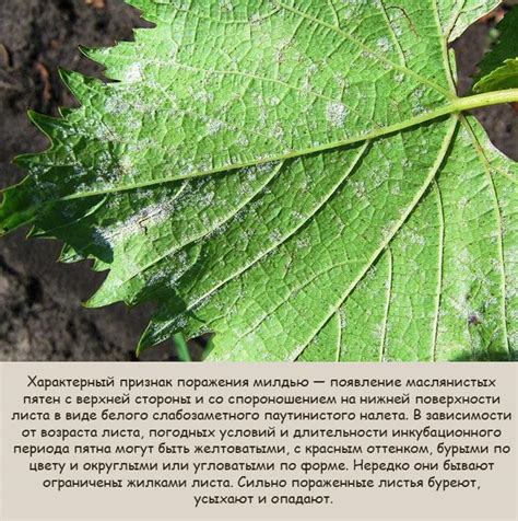 Мучнистая роса: характеристика, причины, симптомы, меры борьбы и препараты