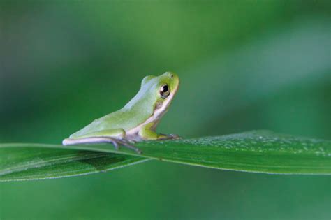 Green Tree Frogs: Camouflage Masters - Steve Creek Wildlife Photography