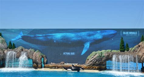 SeaWorld launches new Orca Encounter at its San Diego park - Travelweek