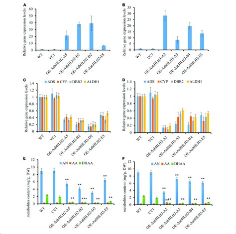 Overexpressing Of Aabhlh And Aabhlh Affects Artemisinin