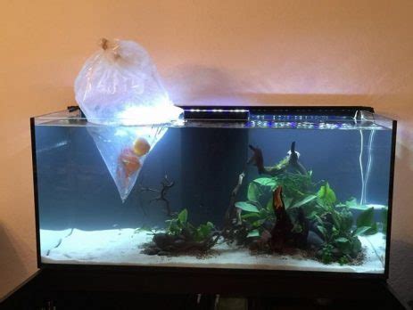 Aquarium Acclimation Essential Steps For Introducing New Fish