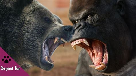 Silverback Gorilla Vs Grizzly Bear Fight Comparison Youtube