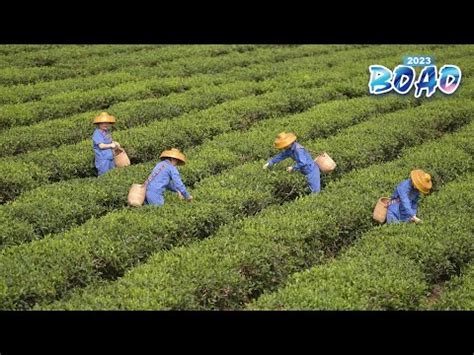 Live Explore Baisha Natural Tea Garden Town In S China S Hainan Ep