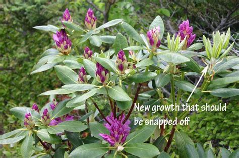 Pruning Rhododendron S For Compact Habit And Dense Growth In Three Easy Steps That Anyone Can Do