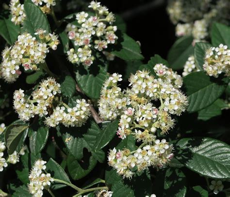 Pyracantha coccinea – PlantRight