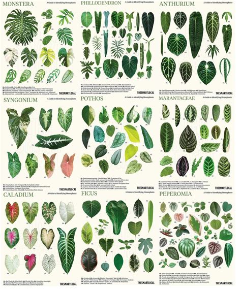 Identifying House Plants By Their Leaves