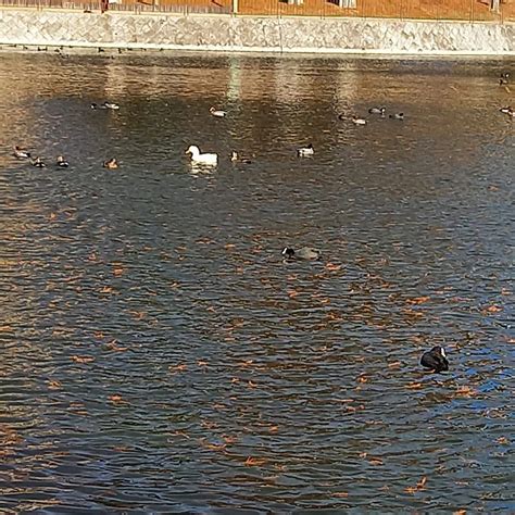 春日大池（桃山公園の池）の渡り鳥たち 桃山公園の自然と環境を守る会・公式Ⅰ