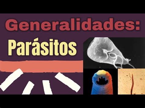 Generalidades De Par Sitos Clasificaci N Parasitos Parasitologia