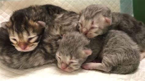 【かわいい子猫】生まれたばかりの子猫が可愛すぎる1日目 The Kitten Which Has Been Just Bornthe