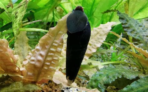 Lava Snail - Habitat, Care, Feeding, Tank Size, Breeding - AquariumNexus