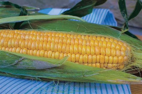 Corn Northern Extra Sweet Hybrid Tandt Seeds