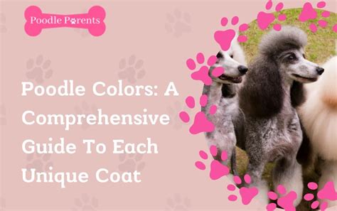 Poodle Colors: A Comprehensive Guide To Each Unique Coat